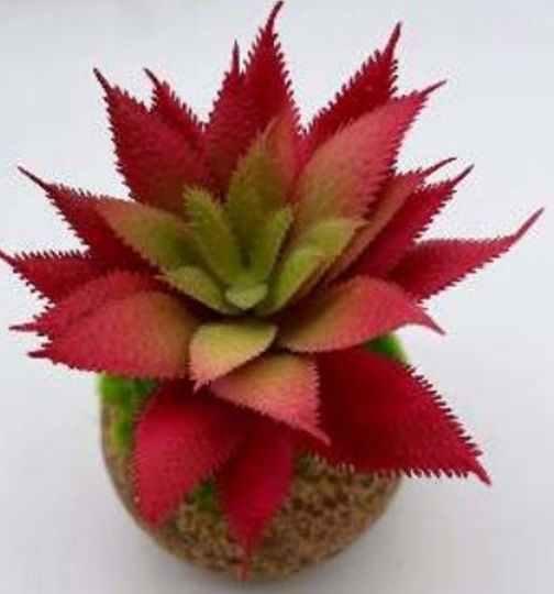 Mini Vaso Kokedama com Suculenta Haworthia 15cm - vermelho
