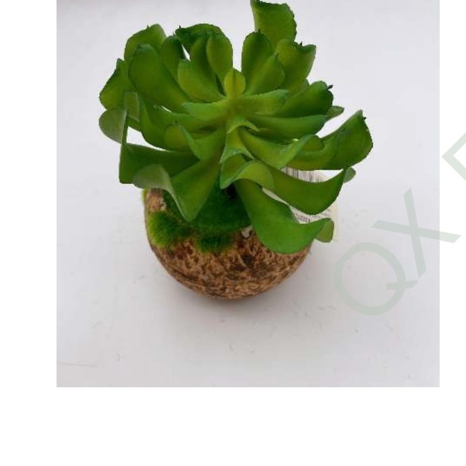 Mini Vaso Kokedama com Suculenta Echeveria 14cm