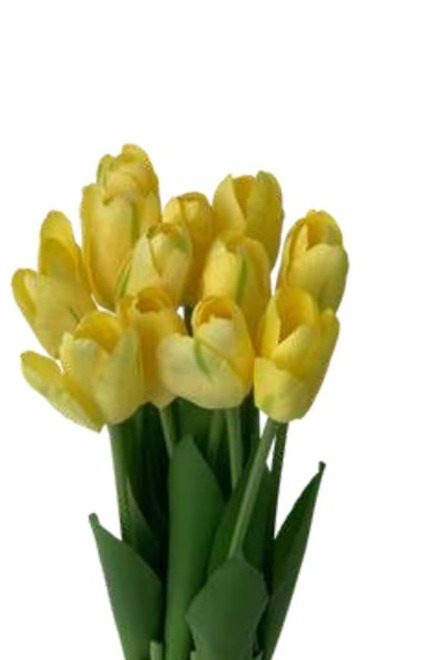 Maco Tulipa X12 37 Cm