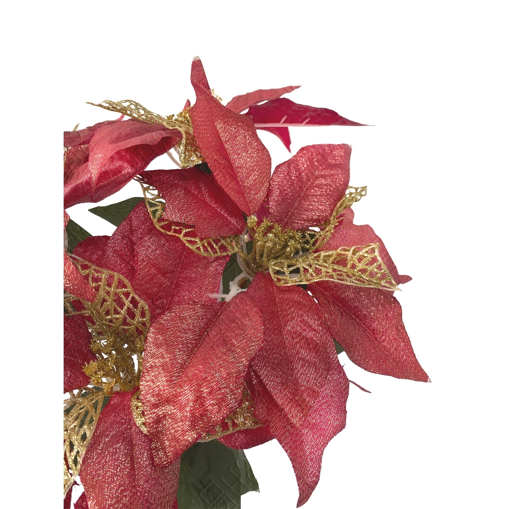 BICO DE PAPAGAIO X 5 RED (D) 47CM
