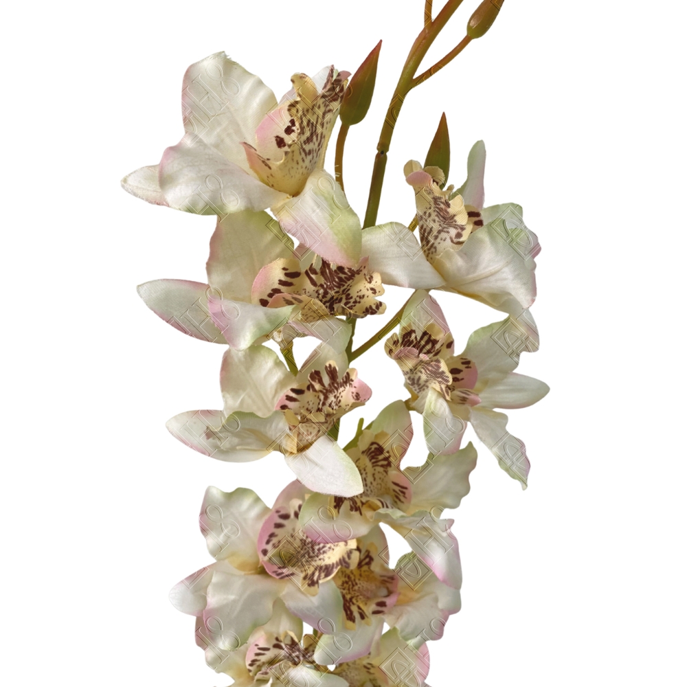 ORQUIDEA TAILANDESA ENVELHECIDA MILK WHITE X 12 (M) 1,00M