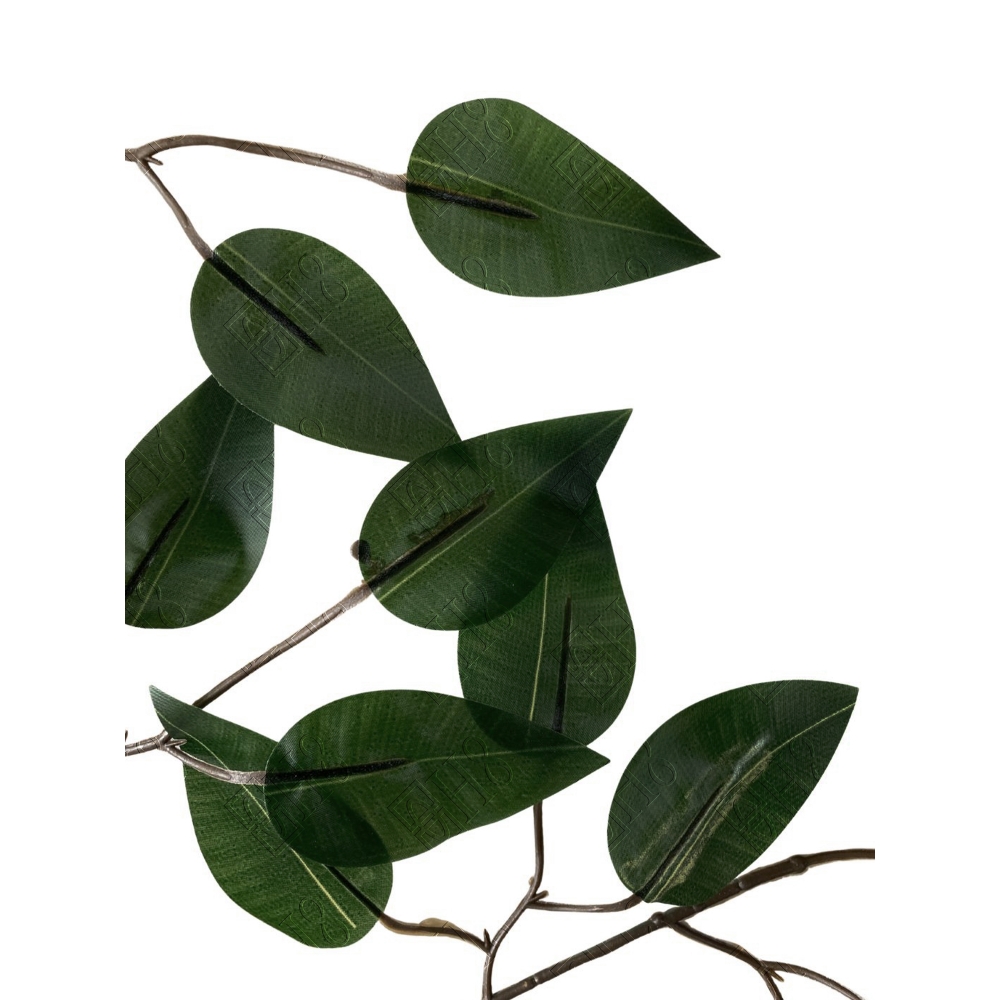 FICUS TOQUE NATURAL X 42 (M) 62CM