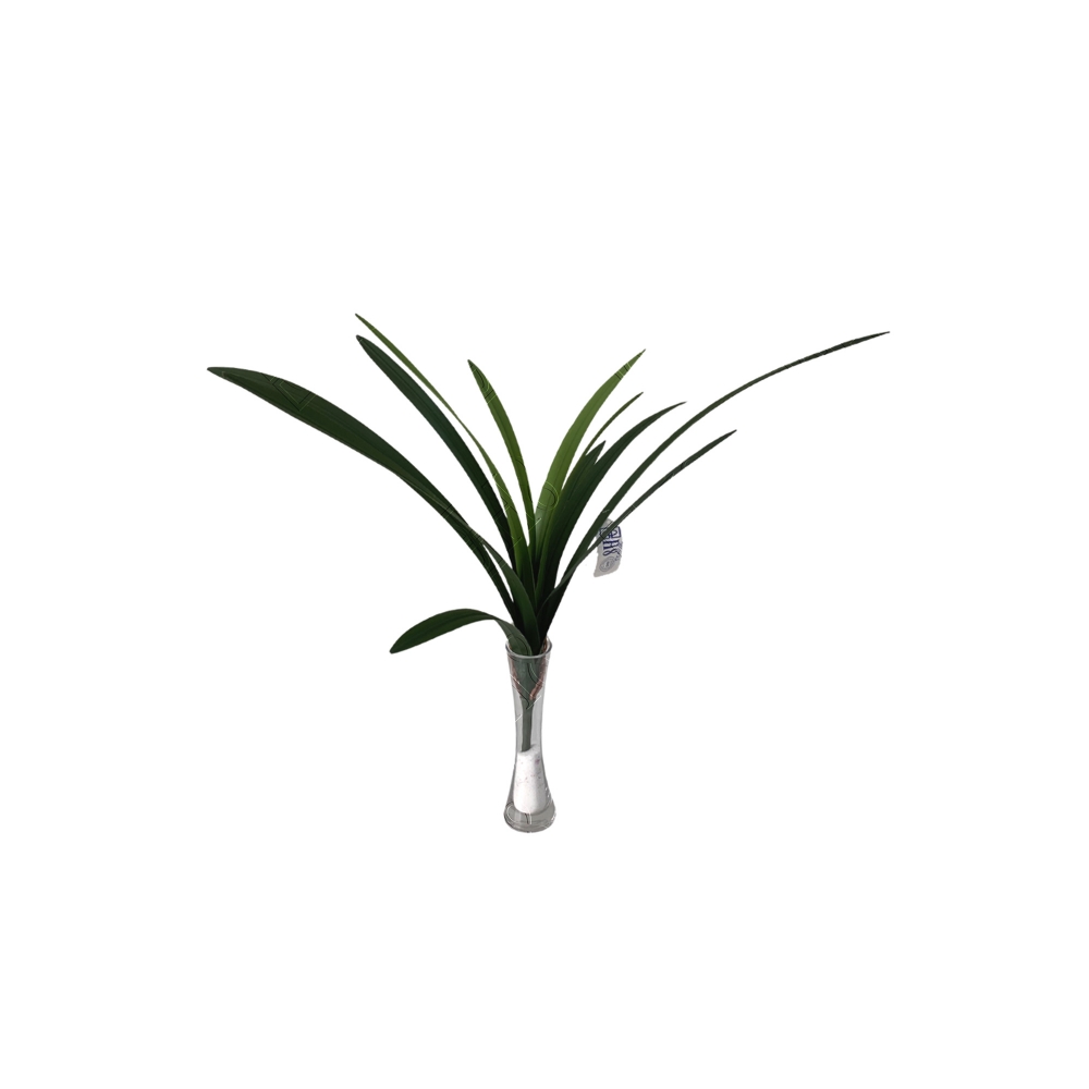 FOLHA DE ORQUIDEA CYMBIDIUM COM RAIZ X 12 (M) 64CM