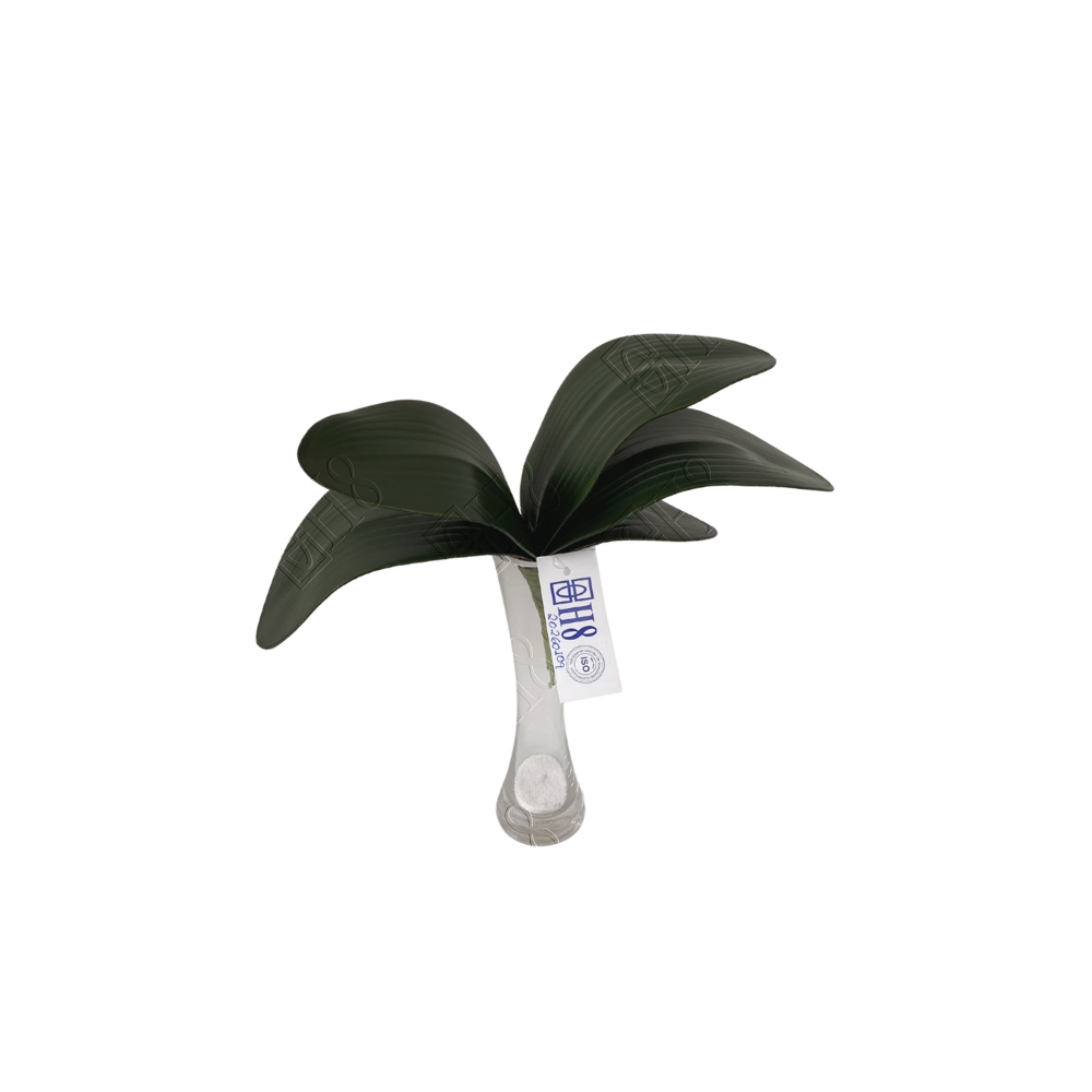 FOLHA DE ORQUIDEA COM RAIZ X 5 (M) 26CM