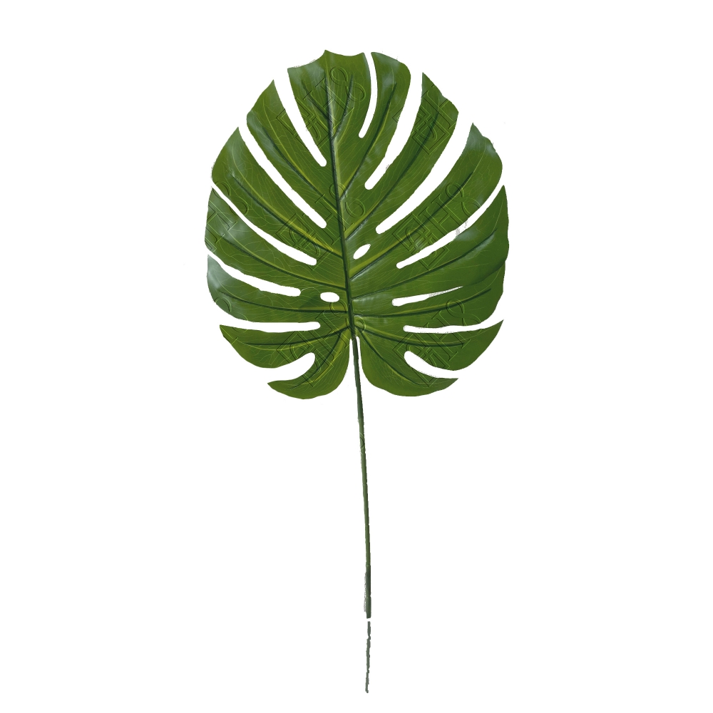 FOLHA DE COSTELA DE ADAO GG (M) 90cm
