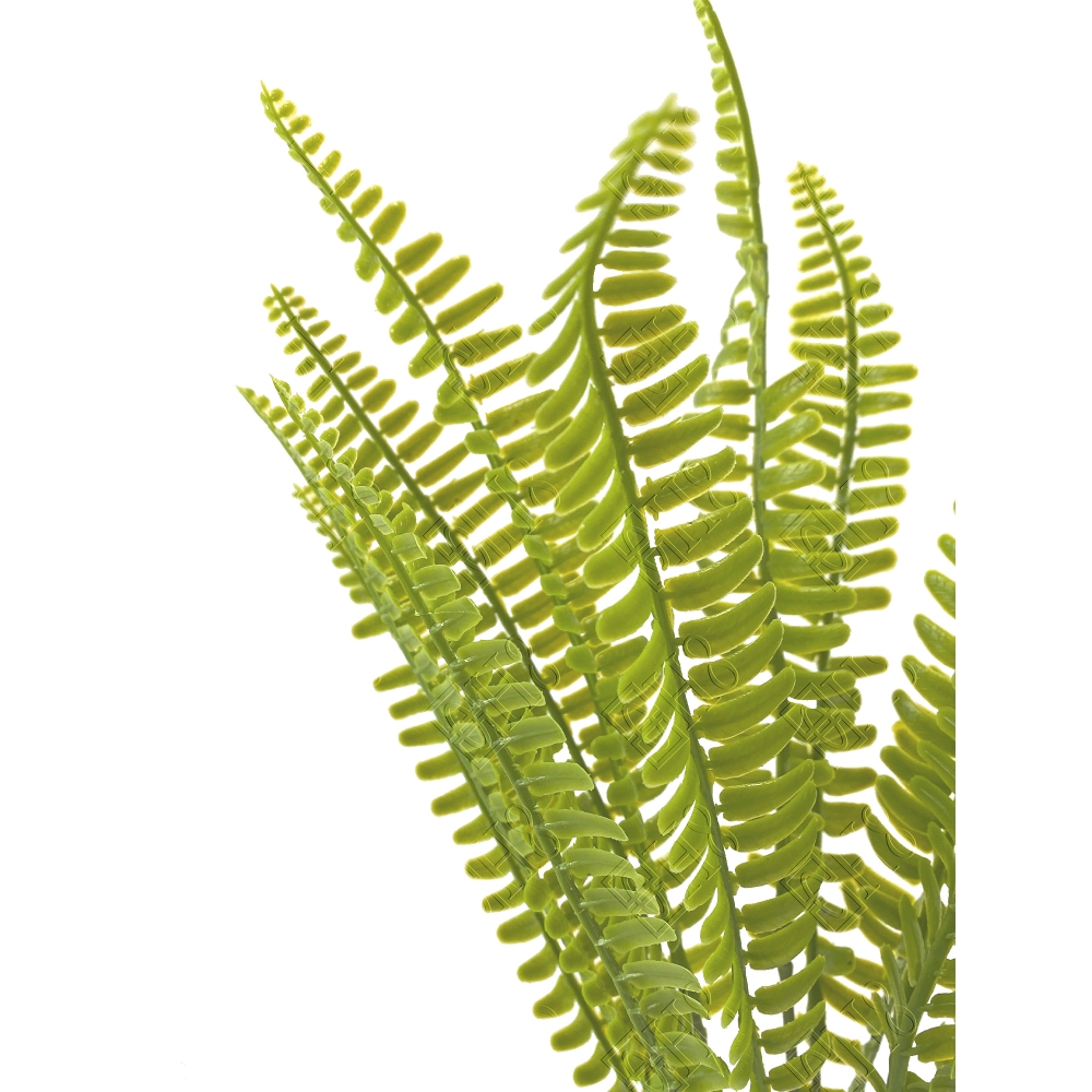 BUQUE DE SAMAMBAIA TOQUE NATURAL X 7 (M) 43CM