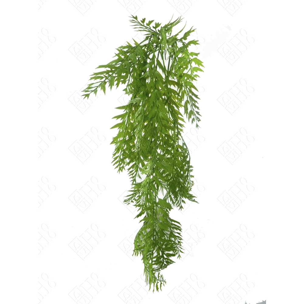 PENDENTE DE ASPLENIUM BULBIFERUM X 3 (M) 87cm BOX COLORIDO