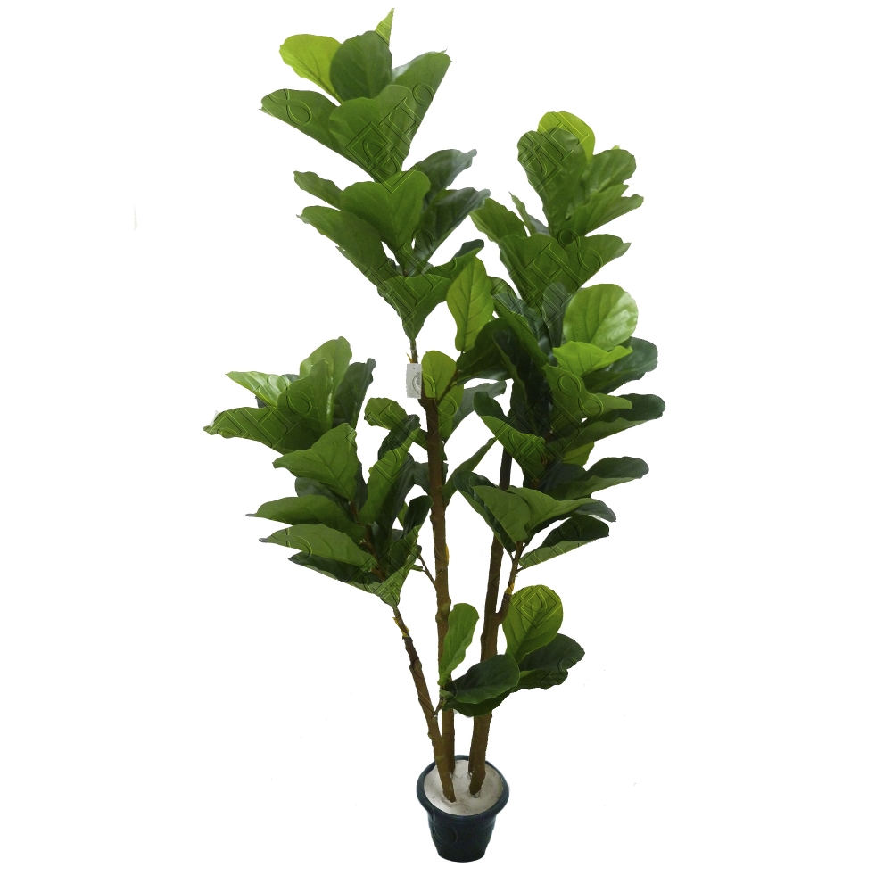ARVORE FICUS LYRATA GRANDE X 4 (D) 1,90M