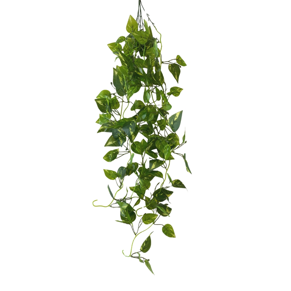 PENDENTE DE JIBOIA VARIEGATA TOQUE NATURAL X 5 (M) 1,09M