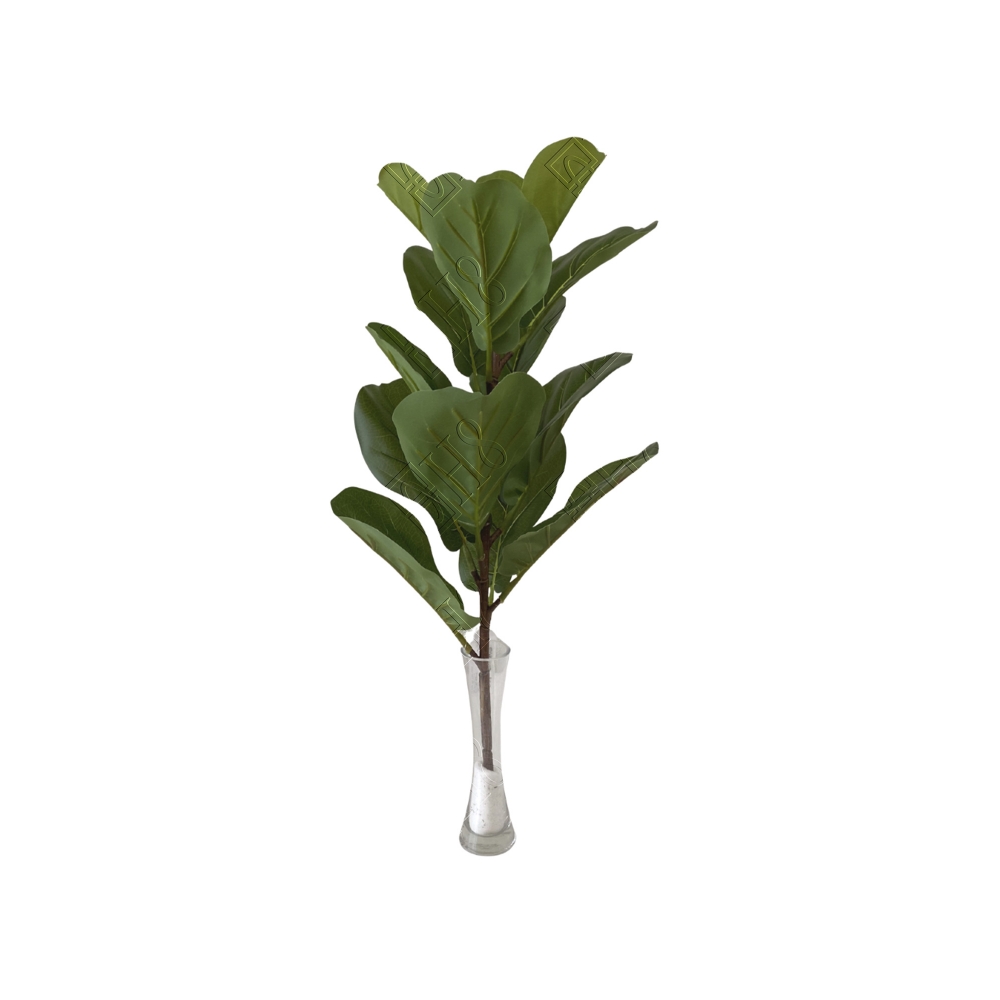 GALHO MEDIO DE FICUS LYRATA X 15 (M) 64CM