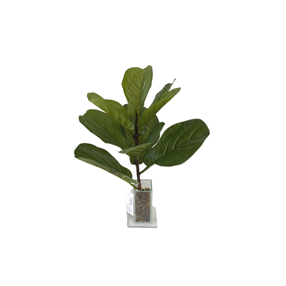 GALHO PEQUENO DE FICUS LYRATA X 9 (M) 41CM